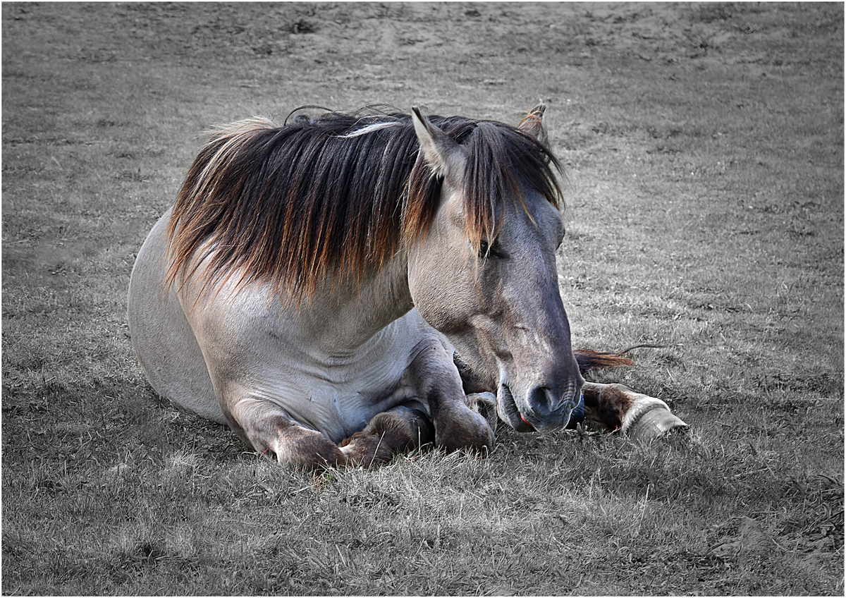 Konik pony resting - Harvey Perkins